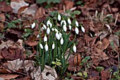 GALANTHUS LORD LIEUTENANT