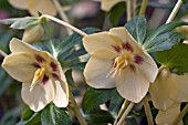 HELLEBORUS ASHWOODS GARDEN HYBRIDS