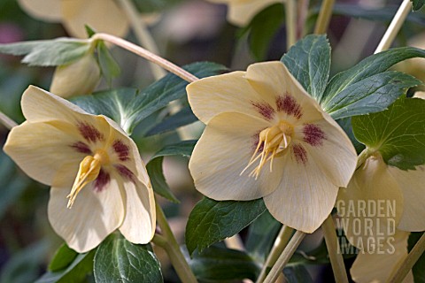 HELLEBORUS_ASHWOODS_GARDEN_HYBRIDS