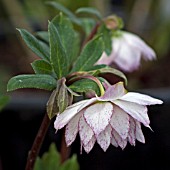 HELLEBORUS ASHWOODS GARDEN HYBRIDS