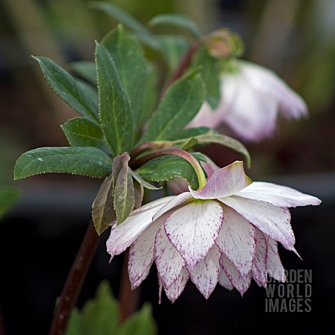 HELLEBORUS_ASHWOODS_GARDEN_HYBRIDS