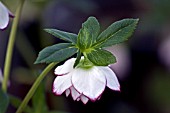 HELLEBORUS ASHWOODS GARDEN HYBRIDS