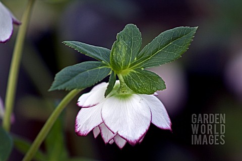 HELLEBORUS_ASHWOODS_GARDEN_HYBRIDS