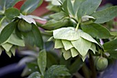 HELLEBORUS ASHWOODS GARDEN HYBRIDS