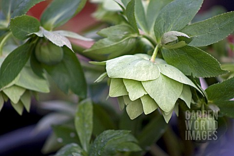 HELLEBORUS_ASHWOODS_GARDEN_HYBRIDS