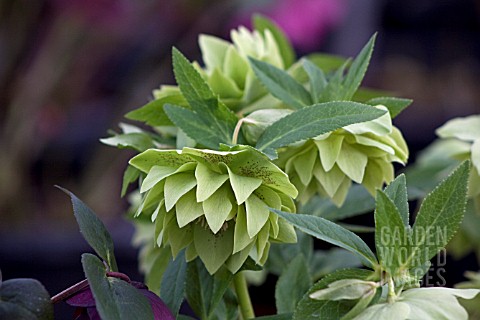 HELLEBORUS_ASHWOODS_GARDEN_HYBRIDS