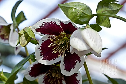 HELLEBORUS_ASHWOODS_GARDEN_HYBRIDS