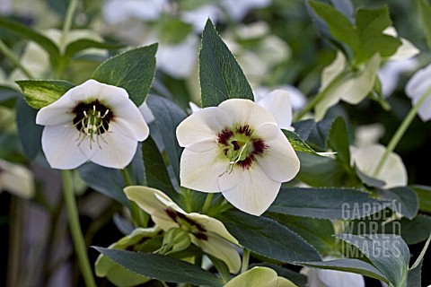 HELLEBORUS_ASHWOODS_GARDEN_HYBRIDS