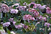 HELLEBORUS ASHWOODS GARDEN HYBRIDS