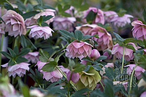 HELLEBORUS_ASHWOODS_GARDEN_HYBRIDS