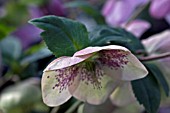 HELLEBORUS ASHWOODS GARDEN HYBRIDS