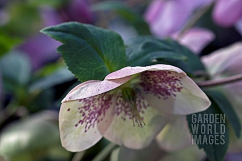 HELLEBORUS_ASHWOODS_GARDEN_HYBRIDS