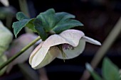 HELLEBORUS ASHWOODS GARDEN HYBRIDS