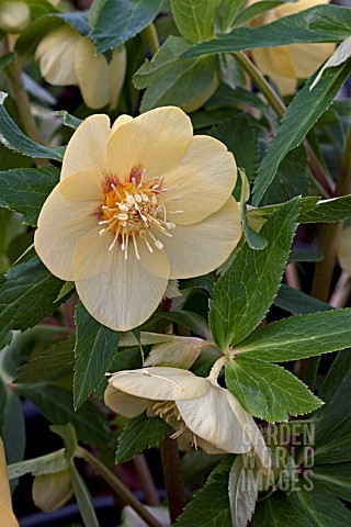 HELLEBORUS_ASHWOODS_GARDEN_HYBRIDS