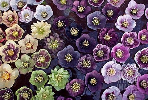 HELLEBORUS_ASHWOODS_GARDEN_HYBRIDS