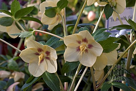 HELLEBORUS_ASHWOODS_GARDEN_HYBRIDS