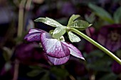 HELLEBORUS ASHWOODS GARDEN HYBRIDS