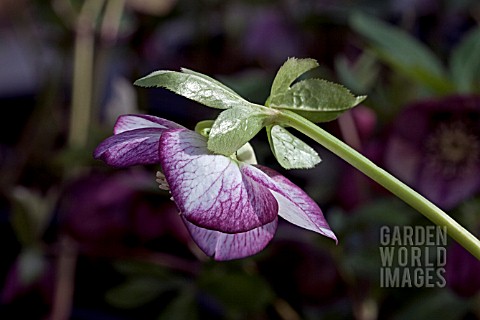 HELLEBORUS_ASHWOODS_GARDEN_HYBRIDS