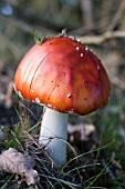 AMANITA MUSCARIA,  FLY AGARIC