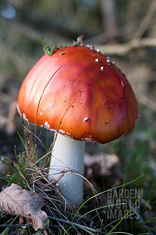 AMANITA_MUSCARIA__FLY_AGARIC