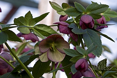 HELLEBORUS_ASHWOODS_GARDEN_HYBRIDS