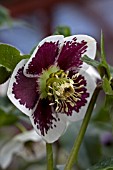 HELLEBORUS ASHWOODS GARDEN HYBRIDS