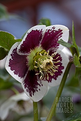 HELLEBORUS_ASHWOODS_GARDEN_HYBRIDS