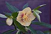 HELLEBORUS ASHWOODS GARDEN HYBRIDS