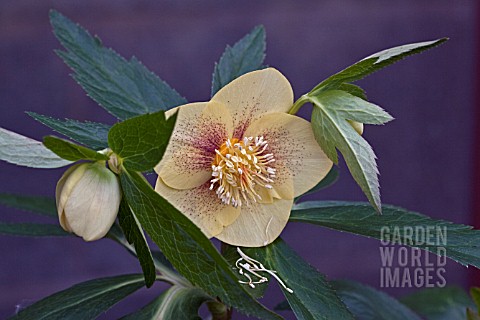 HELLEBORUS_ASHWOODS_GARDEN_HYBRIDS