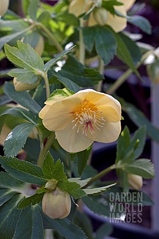 HELLEBORUS_ASHWOODS_GARDEN_HYBRIDS