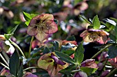 HELLEBORUS ASHWOODS GARDEN HYBRIDS