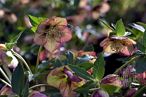 HELLEBORUS_ASHWOODS_GARDEN_HYBRIDS