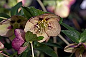 HELLEBORUS ASHWOODS GARDEN HYBRIDS