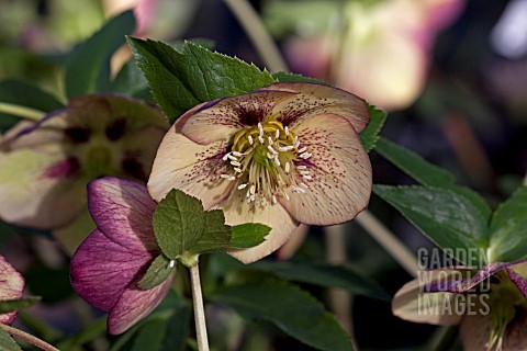 HELLEBORUS_ASHWOODS_GARDEN_HYBRIDS