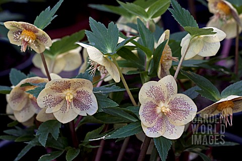 HELLEBORUS_ASHWOODS_GARDEN_HYBRIDS