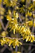 FORSYTHIA X INTERMEDIA