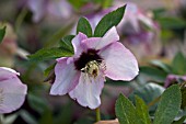 HELLEBORUS ASHWOODS GARDEN HYBRIDS