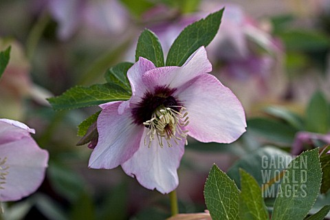 HELLEBORUS_ASHWOODS_GARDEN_HYBRIDS