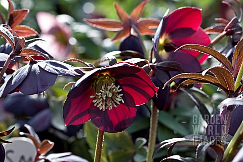 HELLEBORUS_ASHWOODS_GARDEN_HYBRIDS