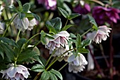 HELLEBORUS ASHWOODS GARDEN HYBRIDS