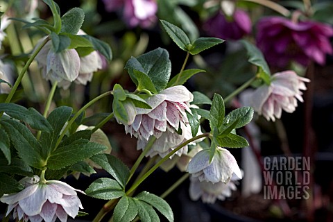 HELLEBORUS_ASHWOODS_GARDEN_HYBRIDS