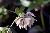 HELLEBORUS ASHWOODS GARDEN HYBRIDS