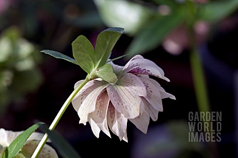 HELLEBORUS_ASHWOODS_GARDEN_HYBRIDS