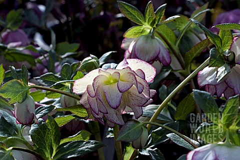 HELLEBORUS_ASHWOODS_GARDEN_HYBRIDS