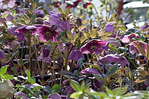 HELLEBORUS_ASHWOODS_GARDEN_HYBRIDS