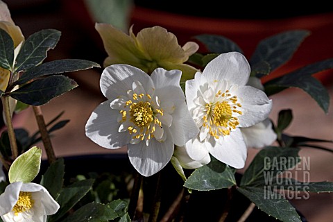 _HELLEBORUS_ASHWOODS_GARDEN_HYBRIDS