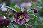 HELLEBORUS ASHWOODS GARDEN HYBRIDS