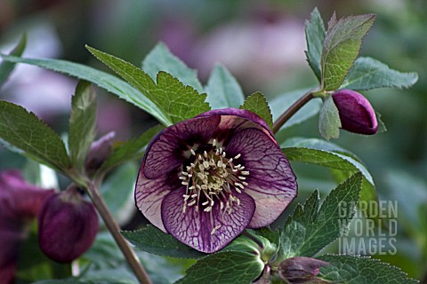 _HELLEBORUS_ASHWOODS_GARDEN_HYBRIDS