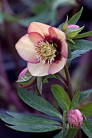 _HELLEBORUS_ASHWOODS_GARDEN_HYBRIDS