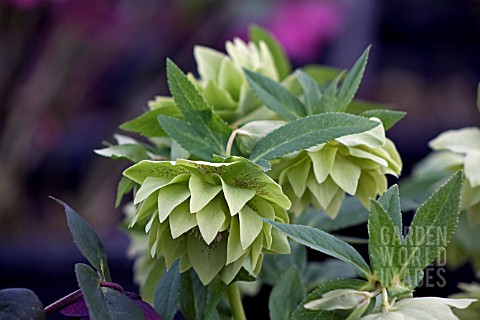 HELLEBORUS_ASHWOODS_GARDEN_HYBRIDS